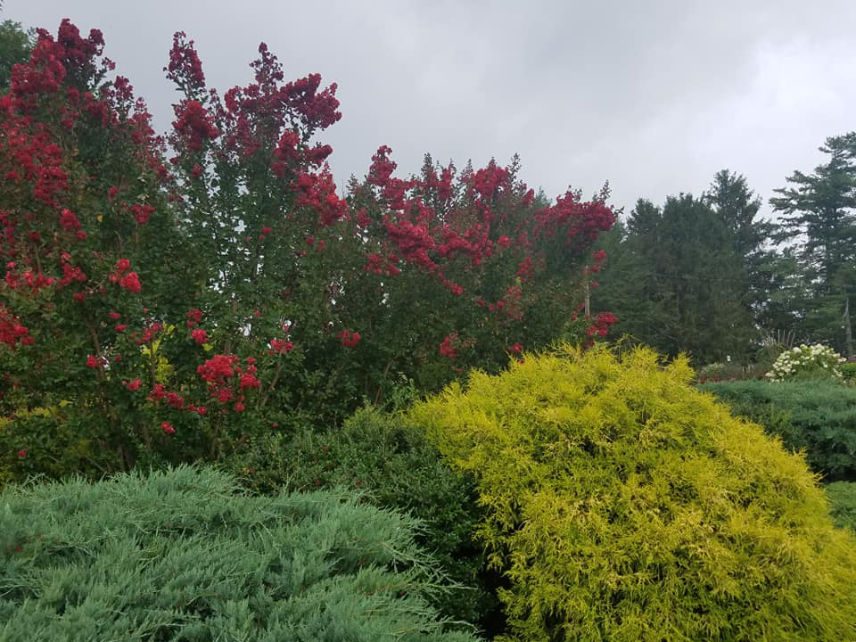 crapemyrtle hedgerowjpg